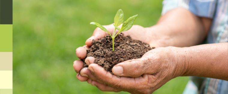 Imagem do post Credisol e AMCRED distribuem mudas nativas e frutíferas em Santa Catarina
